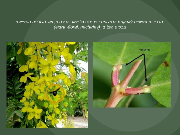  הדבורים נמשכים לאבקנים הנמצאים בפרח כבכל שאר הפרחים, ואל הצופנים הנמצאים בבסיס העלים