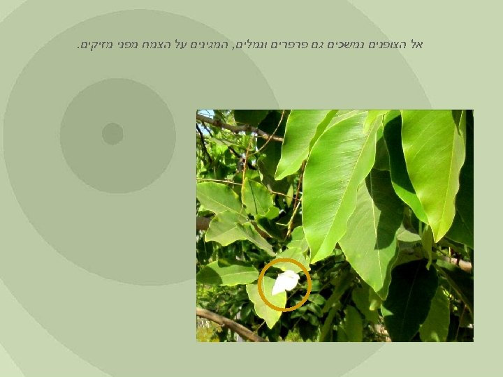  אל הצופנים נמשכים גם פרפרים ונמלים, המגינים על הצמח מפני מזיקים. 