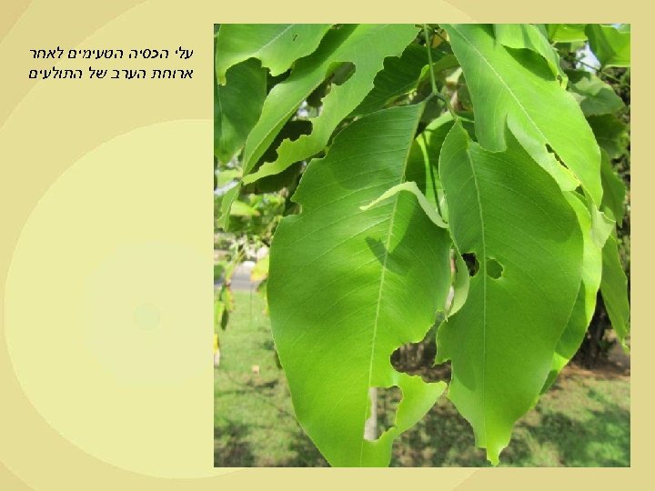  עלי הכסיה הטעימים לאחר ארוחת הערב של התולעים 