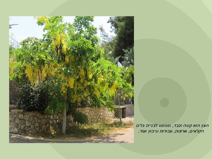  העץ הוא קשה וכבד, משמש לבניית כלים חקלאים, ארונות, עבודות שיבוץ ועוד. 