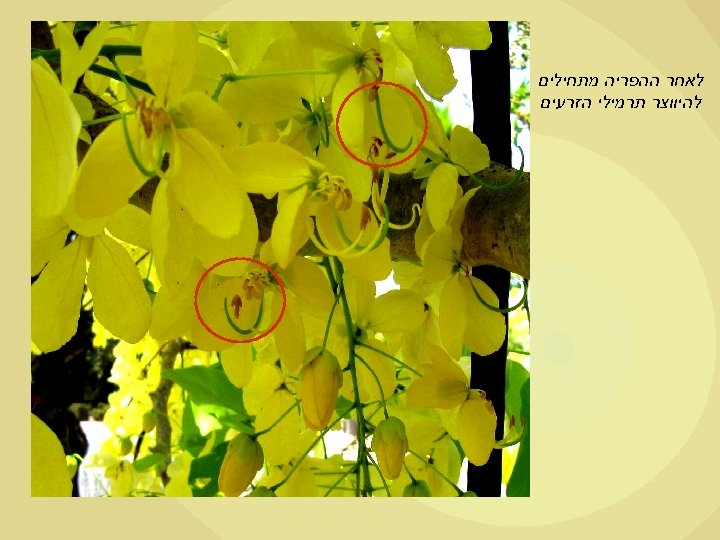  לאחר ההפריה מתחילים להיווצר תרמילי הזרעים 