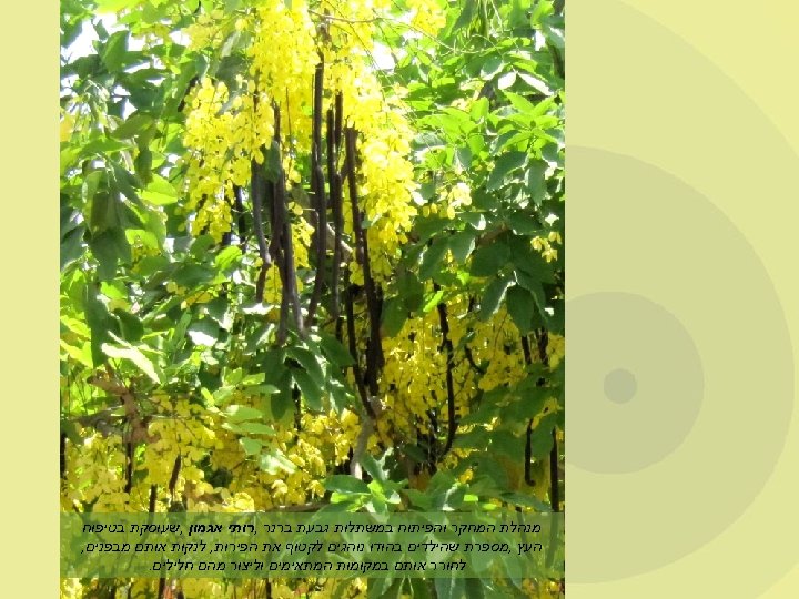  מנהלת המחקר והפיתוח במשתלות גבעת ברנר , רותי אגמון , שעוסקת בטיפוח העץ