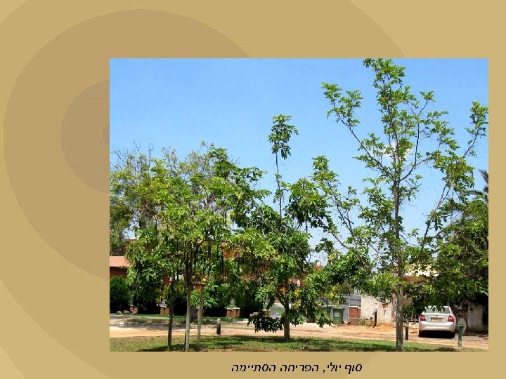  סוף יולי, הפריחה הסתיימה 