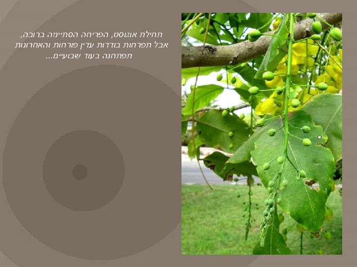  תחילת אוגוסט, הפריחה הסתיימה ברובה, אבל תפרחות בודדות עדין פורחות והאחרונות תפתחנה בעוד