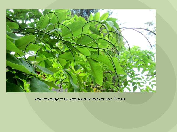  תרמילי הזרעים החדשים צומחים, עדיין קטנים וירוקים 