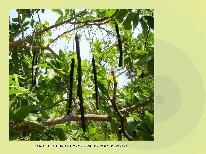  התרמילים מבשילים ומקבלים את צבעם החום בחורף 