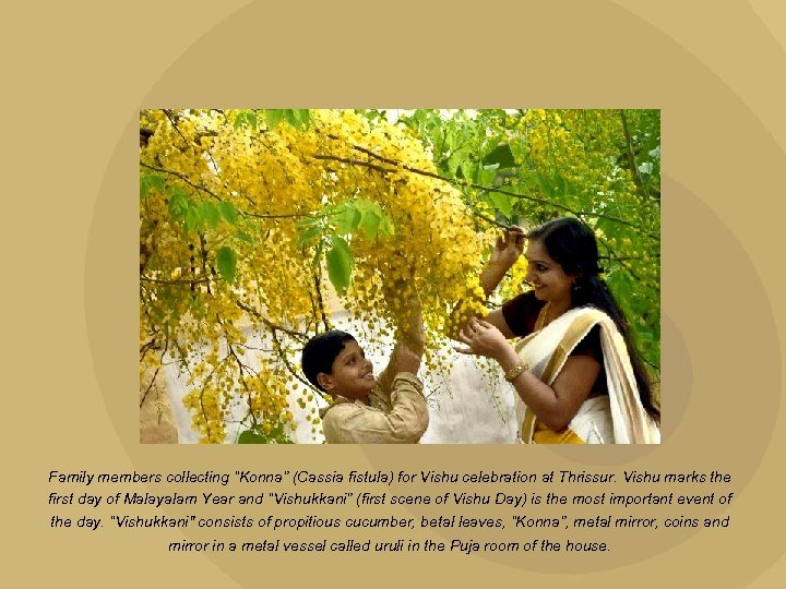 Family members collecting “Konna” (Cassia fistula) for Vishu celebration at Thrissur. Vishu marks the