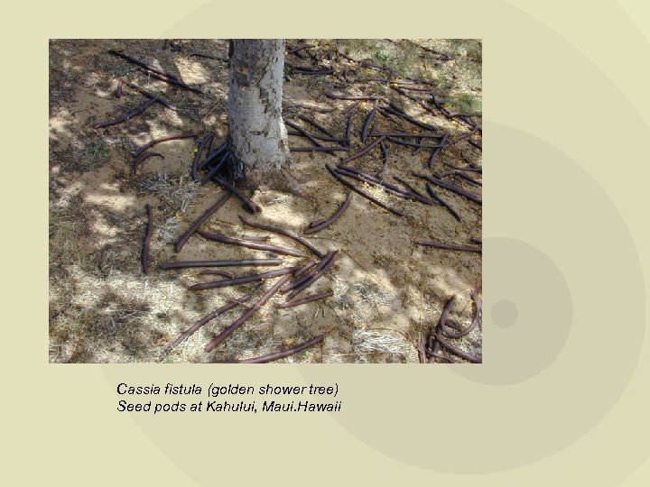 Cassia fistula (golden shower tree) Seed pods at Kahului, Maui. Hawaii 