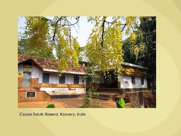 Cassia fistula flowerd, Koovery, India 