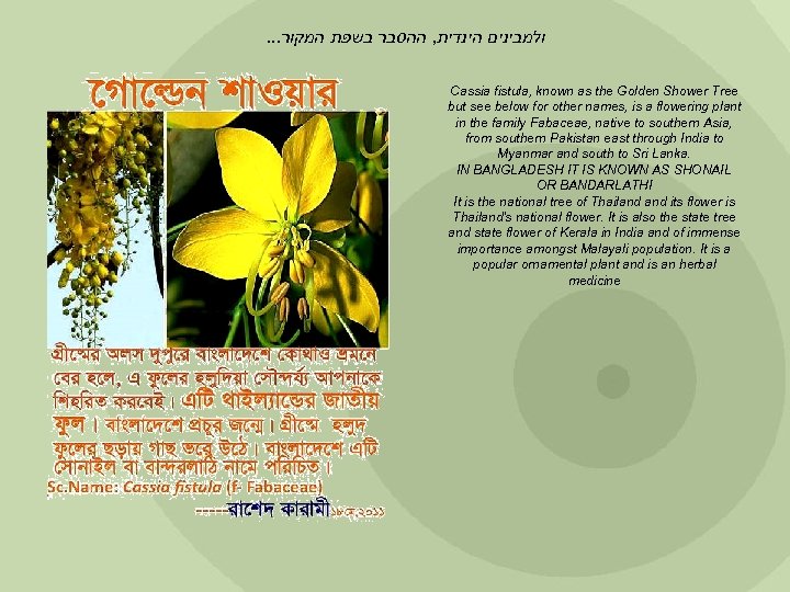 . . . ולמבינים הינדית, ההסבר בשפת המקור Cassia fistula, known as the Golden