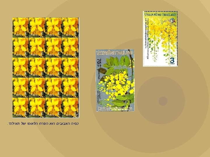  כסיה האבובים הוא הפרח הלאומי של תאילנד. 