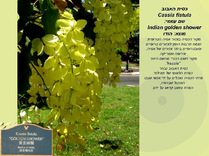  כסית האבוב Cassia fistula שם עממי: Indian golden shower מוצא: הודו מקור הכסיה
