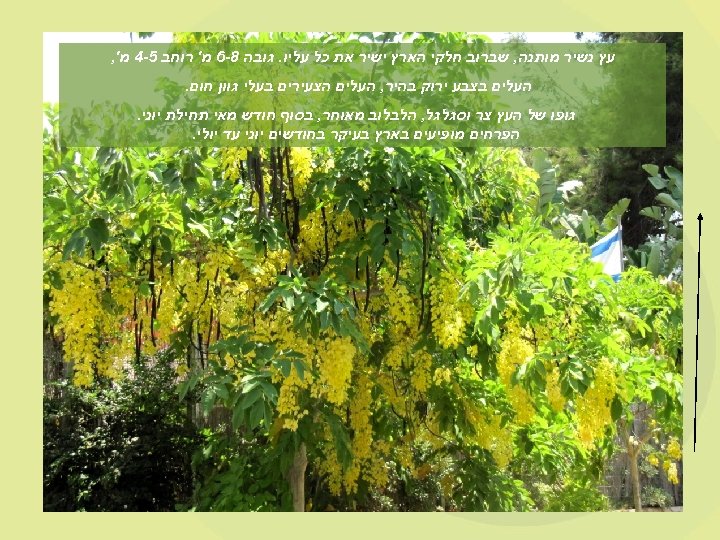  עץ נשיר מותנה, שברוב חלקי הארץ ישיר את כל עליו. גובה 8 -6
