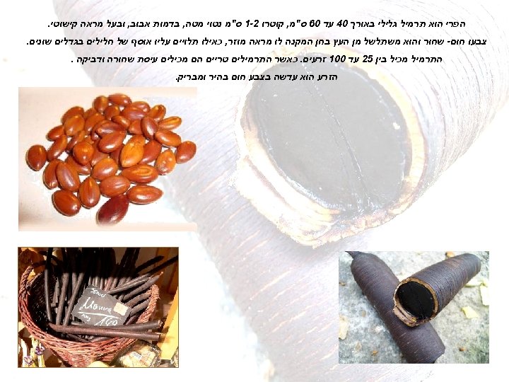  הפרי הוא תרמיל גלילי באורך 04 עד 06 ס"מ, קוטרו 2 -1 ס"מ