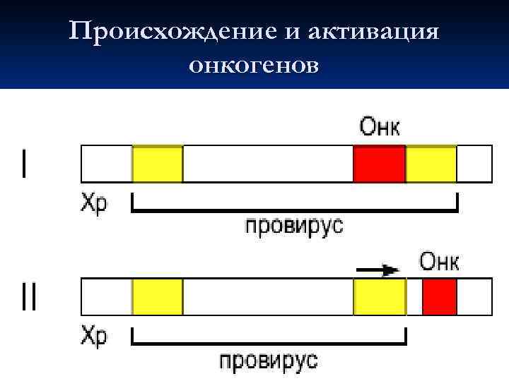 Происхождение и активация онкогенов 