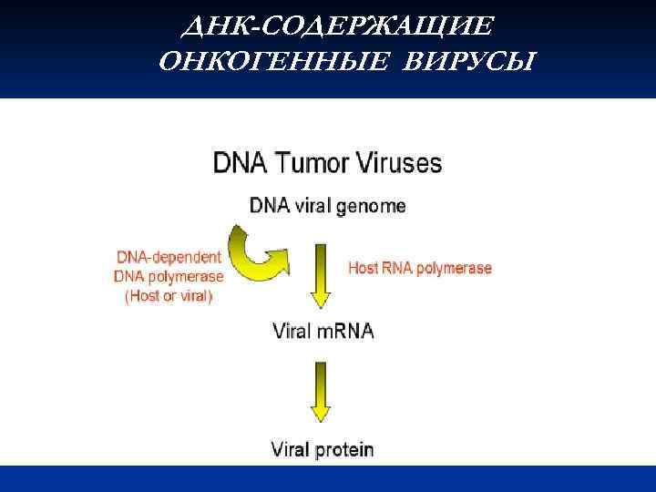 ДНК-СОДЕРЖАЩИЕ ОНКОГЕННЫЕ ВИРУСЫ 