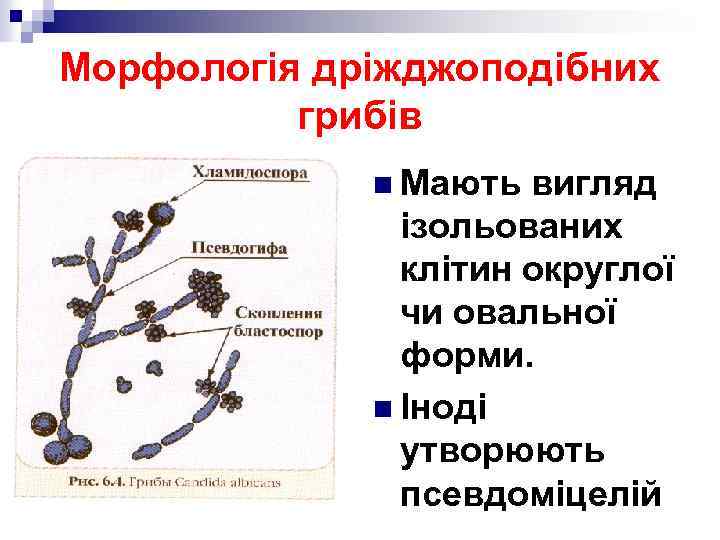 Морфологія дріжджоподібних грибів n Мають вигляд ізольованих клітин округлої чи овальної форми. n Іноді