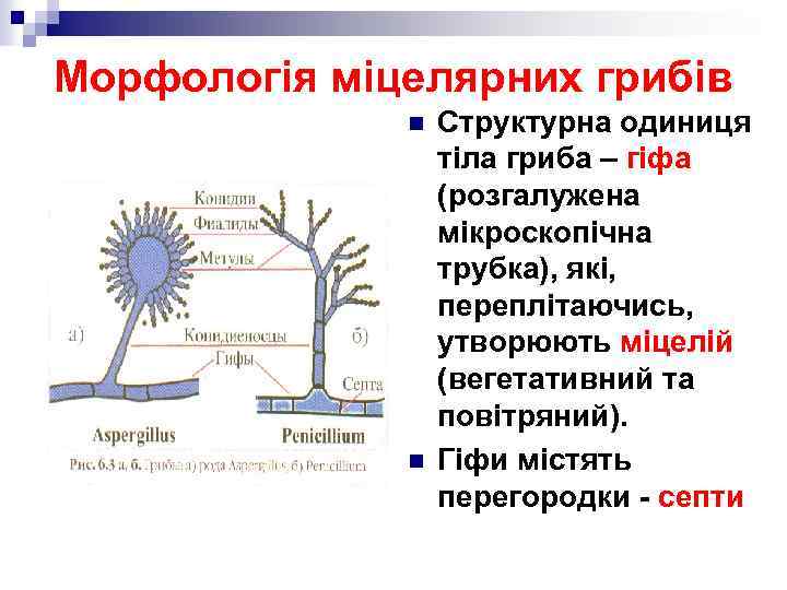 Морфологія міцелярних грибів n n Структурна одиниця тіла гриба – гіфа (розгалужена мікроскопічна трубка),