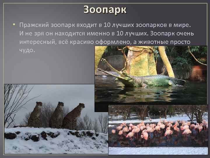 Зоопарк • Пражский зоопарк входит в 10 лучших зоопарков в мире. И не зря