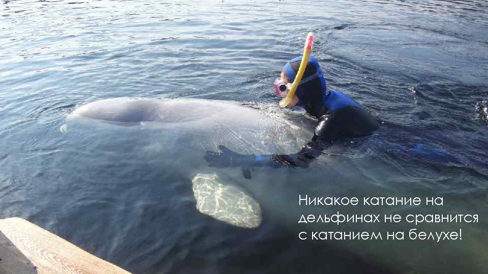 Никакое катание на дельфинах не сравнится с катанием на белухе! 