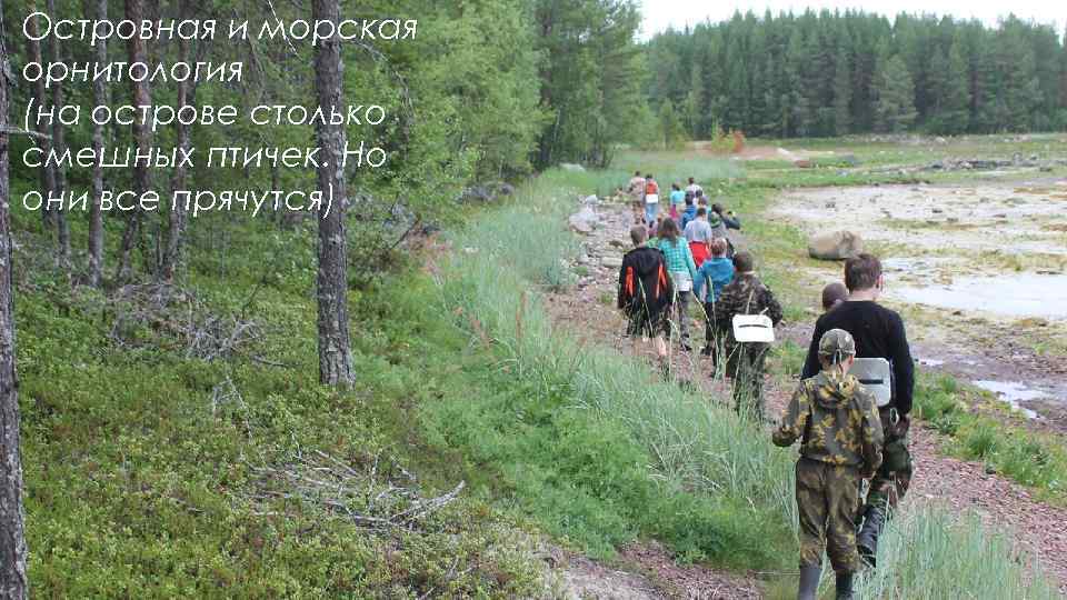 Островная и морская орнитология (на острове столько смешных птичек. Но они все прячутся) 