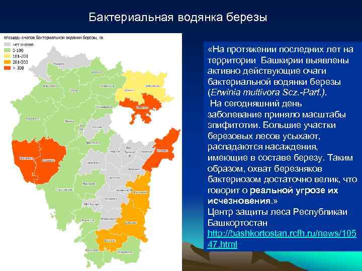 Бактериальная водянка березы «На протяжении последних лет на территории Башкирии выявлены активно действующие очаги