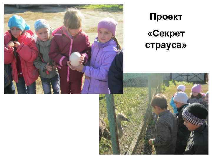 Проект «Секрет страуса» 