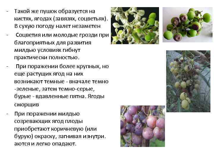 Болезни винограда плодов описание с фотографиями