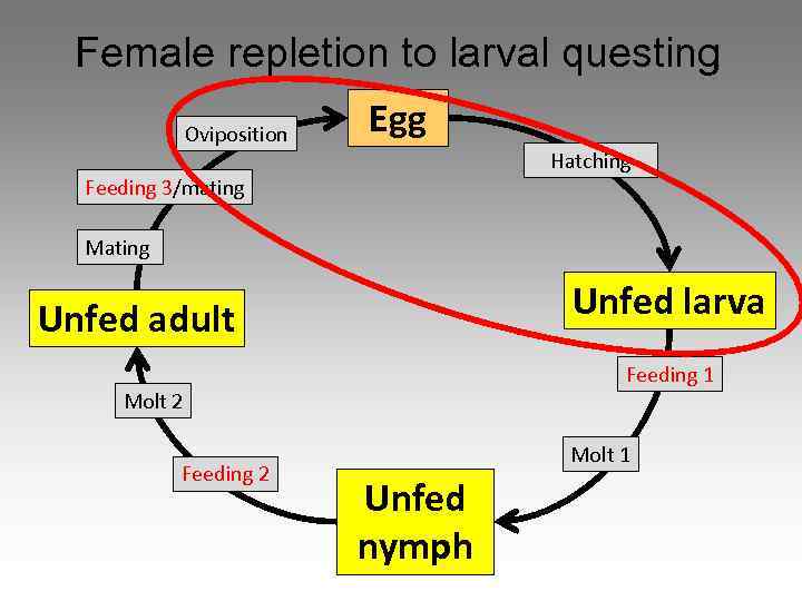 Female repletion to larval questing Oviposition Egg Hatching Feeding 3/mating Mating Unfed larva Unfed