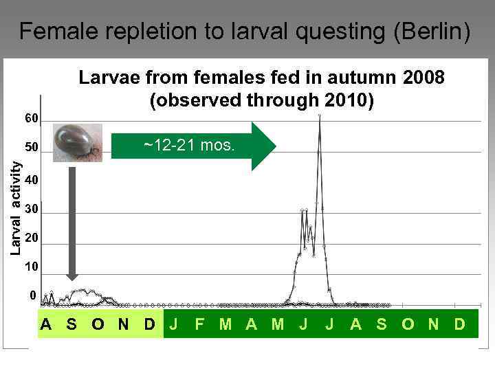 Female repletion to larval questing (Berlin) Larvae from females fed in autumn 2008 (observed