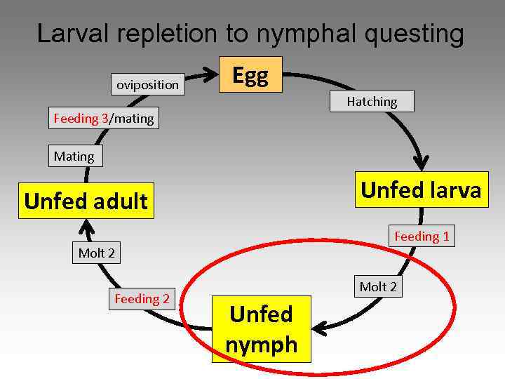 Larval repletion to nymphal questing oviposition Egg Hatching Feeding 3/mating Mating Unfed larva Unfed
