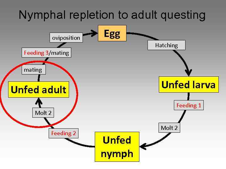 Nymphal repletion to adult questing oviposition Egg Hatching Feeding 3/mating Unfed larva Unfed adult