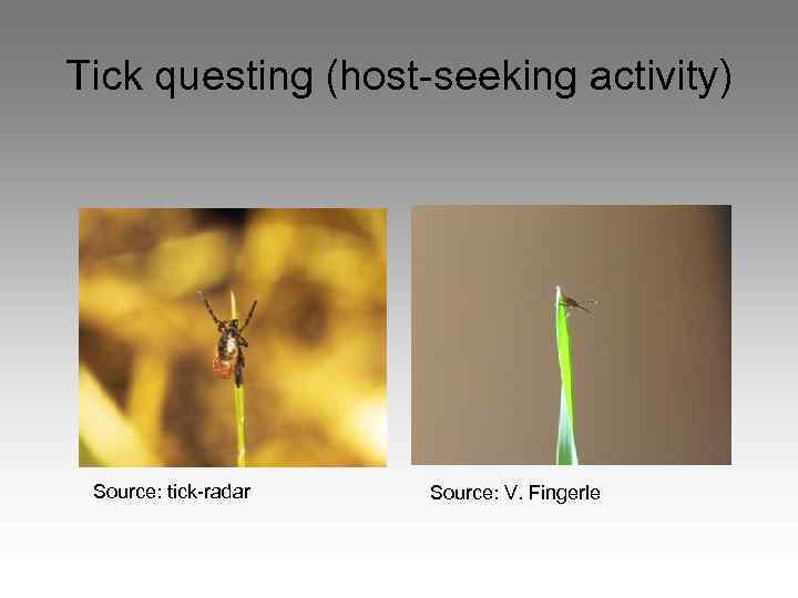 Tick questing (host-seeking activity) Source: tick-radar Source: V. Fingerle 