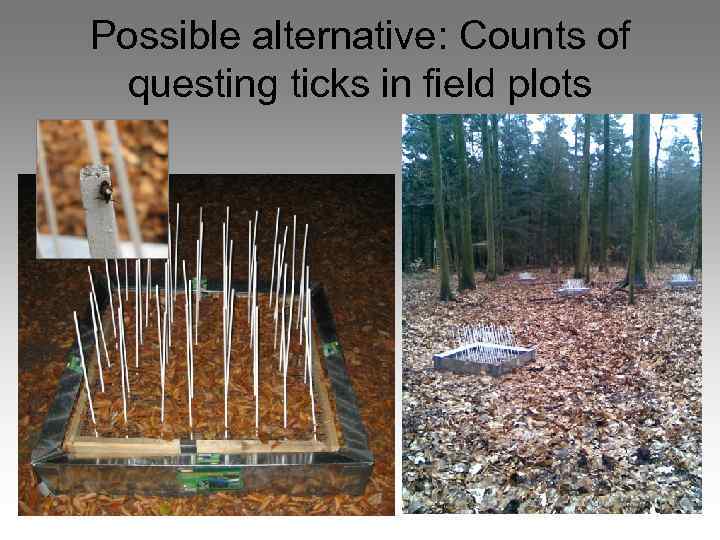 Possible alternative: Counts of questing ticks in field plots 