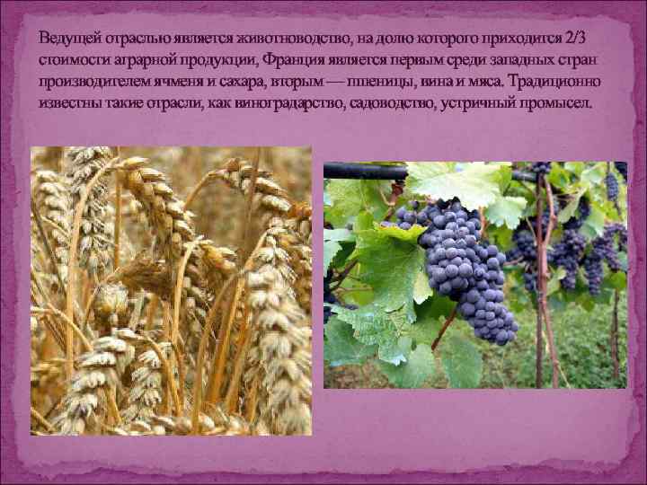 Ведущей отраслью является животноводство, на долю которого приходится 2/3 стоимости аграрной продукции, Франция является