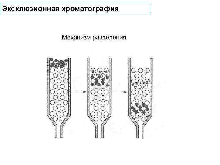 Эксклюзионная хроматография Механизм разделения 