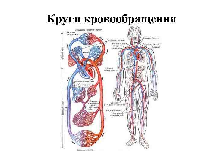 Круги кровообращения 