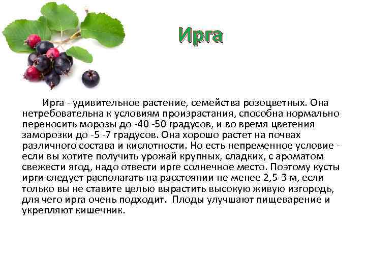 Ирга - удивительное растение, семейства розоцветных. Она нетребовательна к условиям произрастания, способна нормально переносить