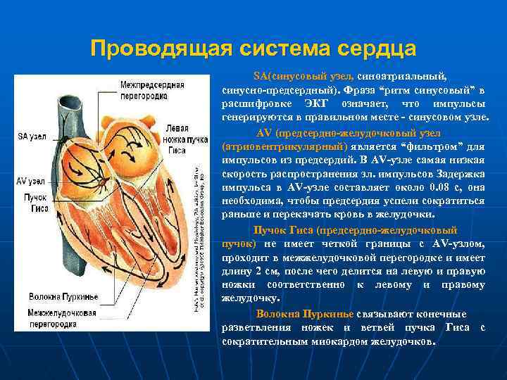 Предсердно желудочковый узел расположен