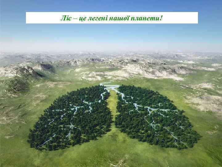 Ліс – це легені нашої планети! 