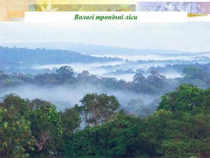 Вологі тропічні ліси 