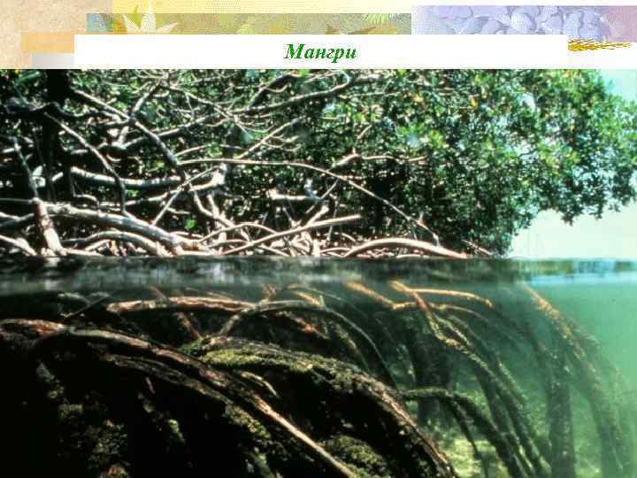 Мангри 