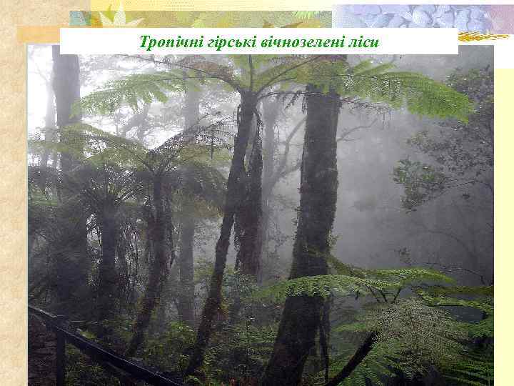 Тропічні гірські вічнозелені ліси 