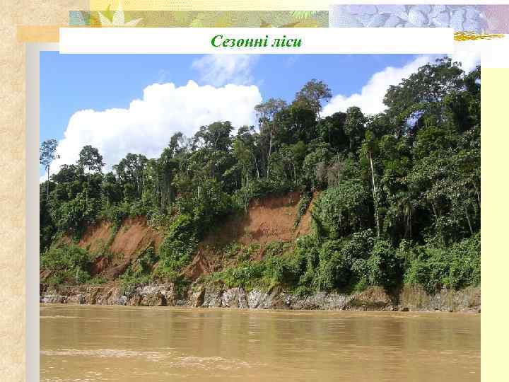 Сезонні ліси 