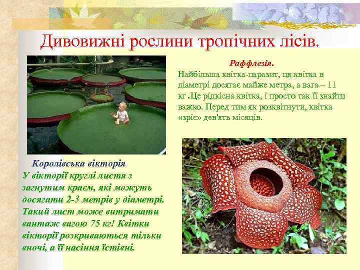  Дивовижні рослини тропічних лісів. Раффлезія. Найбільша квітка-паразит, ця квітка в діаметрі досягає майже
