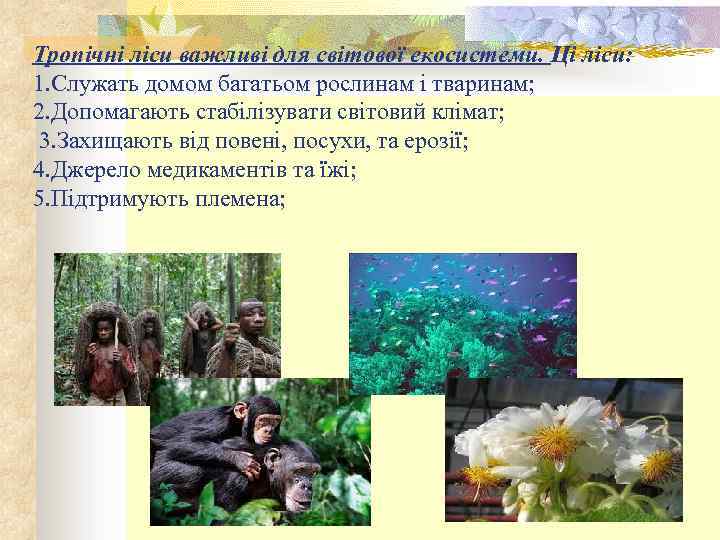 Тропічні ліси важливі для світової екосистеми. Ці ліси: 1. Служать домом багатьом рослинам і