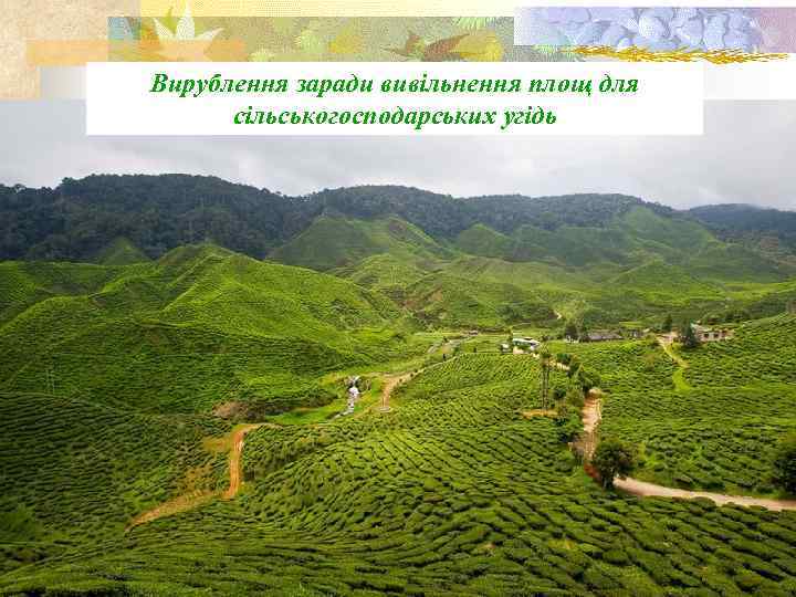 Вирублення заради вивільнення площ для сільськогосподарських угідь 