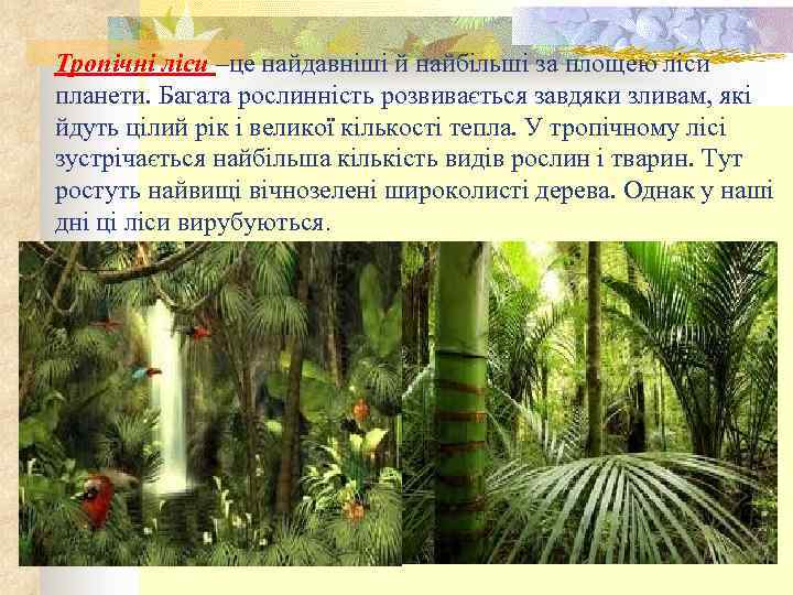 Тропічні ліси –це найдавніші й найбільші за площею ліси планети. Багата рослинність розвивається завдяки