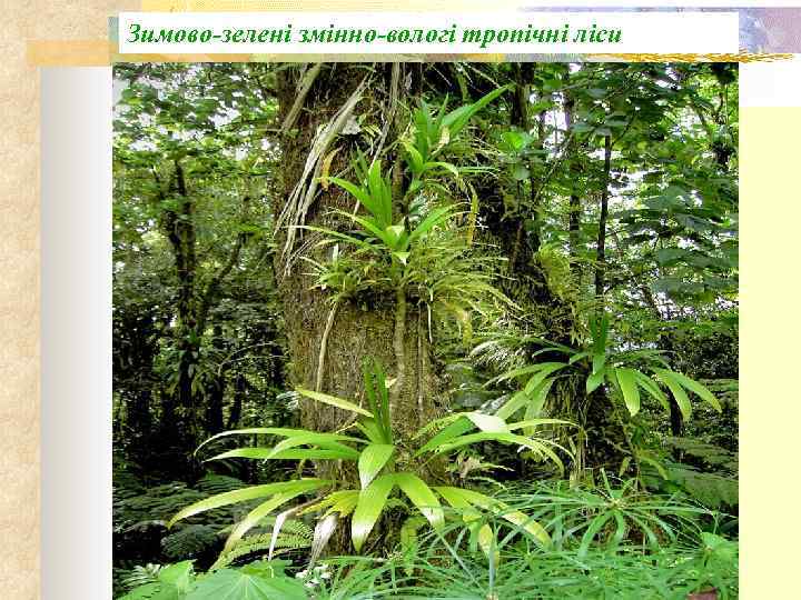 Зимово-зелені змінно-вологі тропічні ліси 