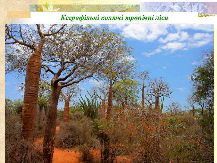 Ксерофільні колючі тропічні ліси 